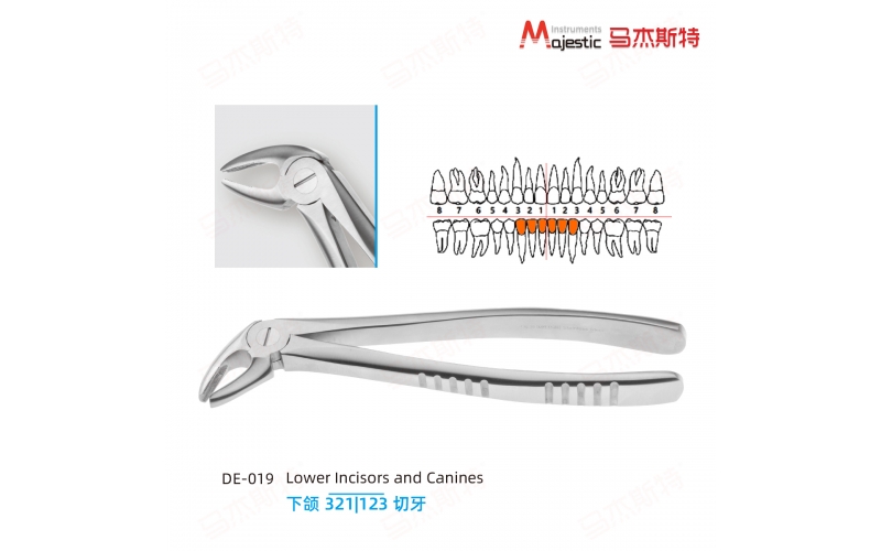 Adult Extracting Forceps English Pattern(DE-019)