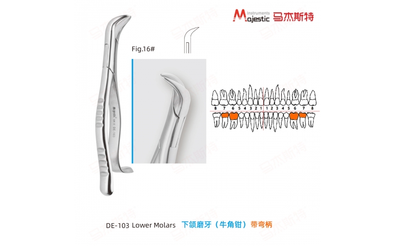 Adult Extracting Forceps American Pattern (DE-103)